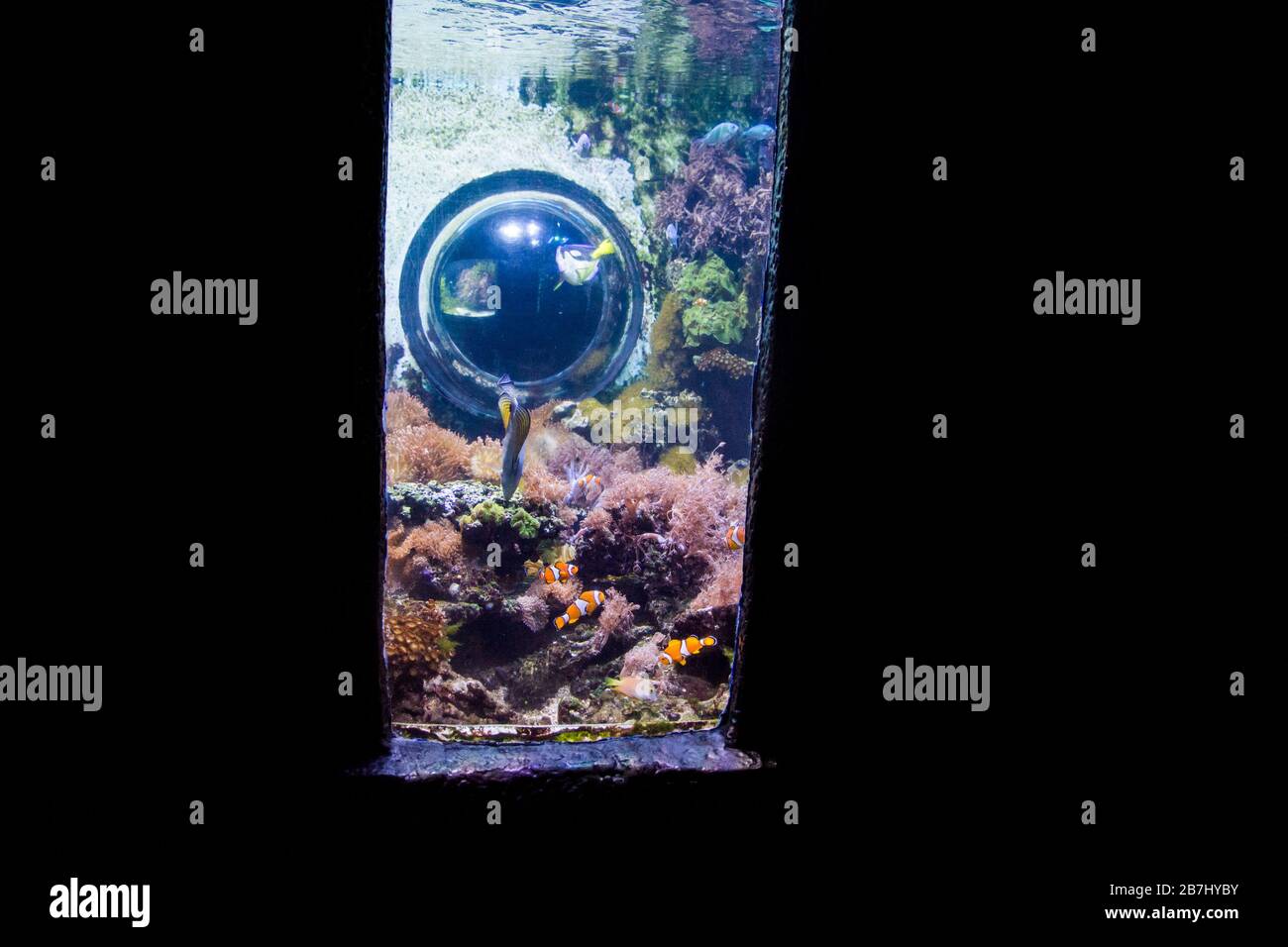 Öffentliches Süßwasser- und Meeresaquarium Stockfoto