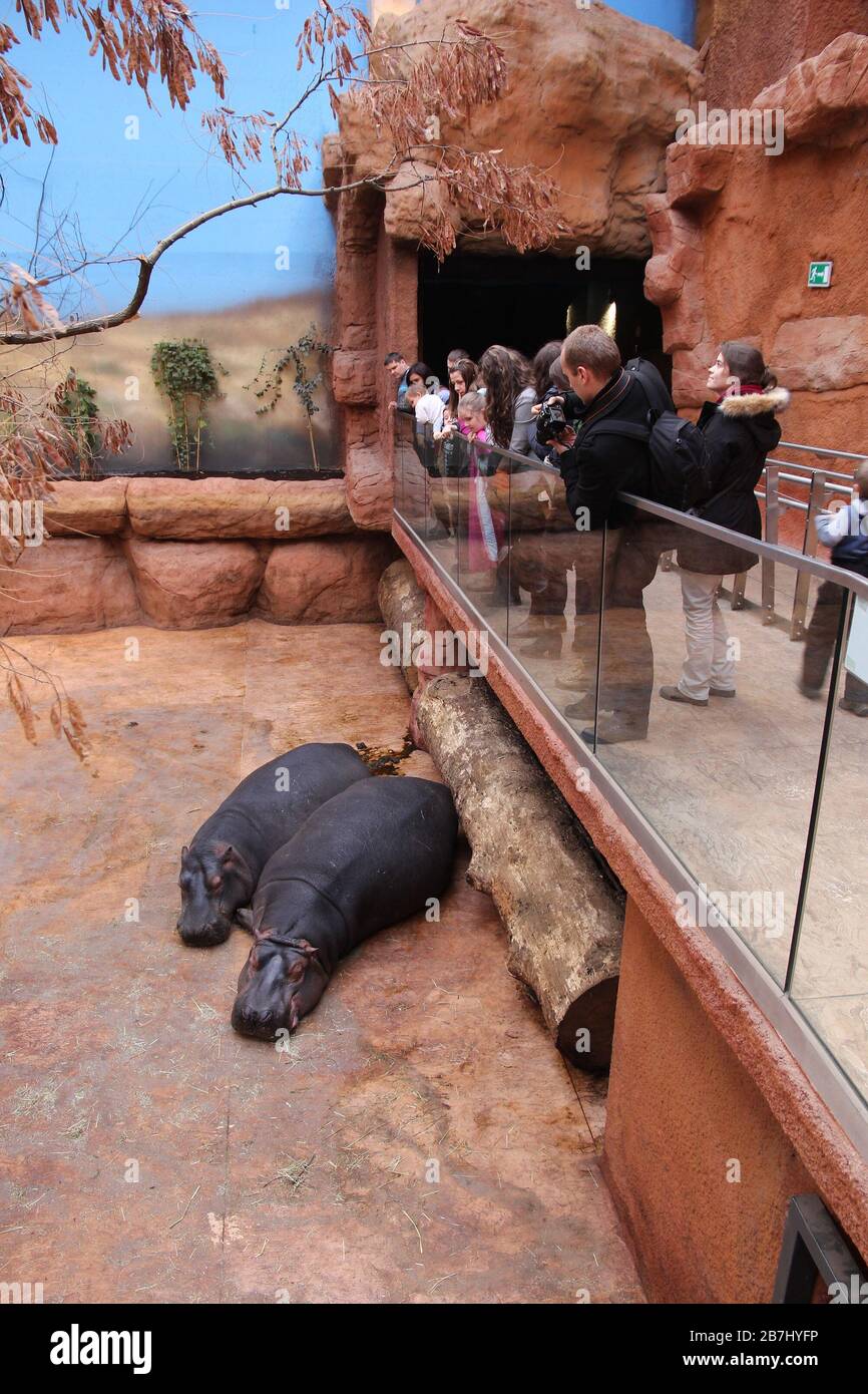 WROCLAW, POLEN - 31. JANUAR 2015: Menschen besuchen Flusspferde in Afrykarium im Zoo von Wroclaw. Afrykarium ist ein neu errichteter (2014) afrikanischer Pavillon mit etwa 10 Stockfoto