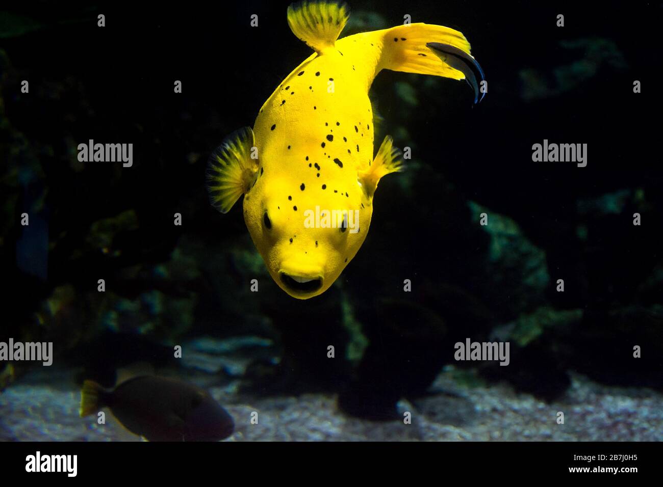 Der Schwarzgefleckte Puffer (Arothron nigropunctatus). Der hundegesichtige Pufffisch, ist ein tropischer Meeresfisch, der zur Familie Tetraodontidae gehört. Stockfoto