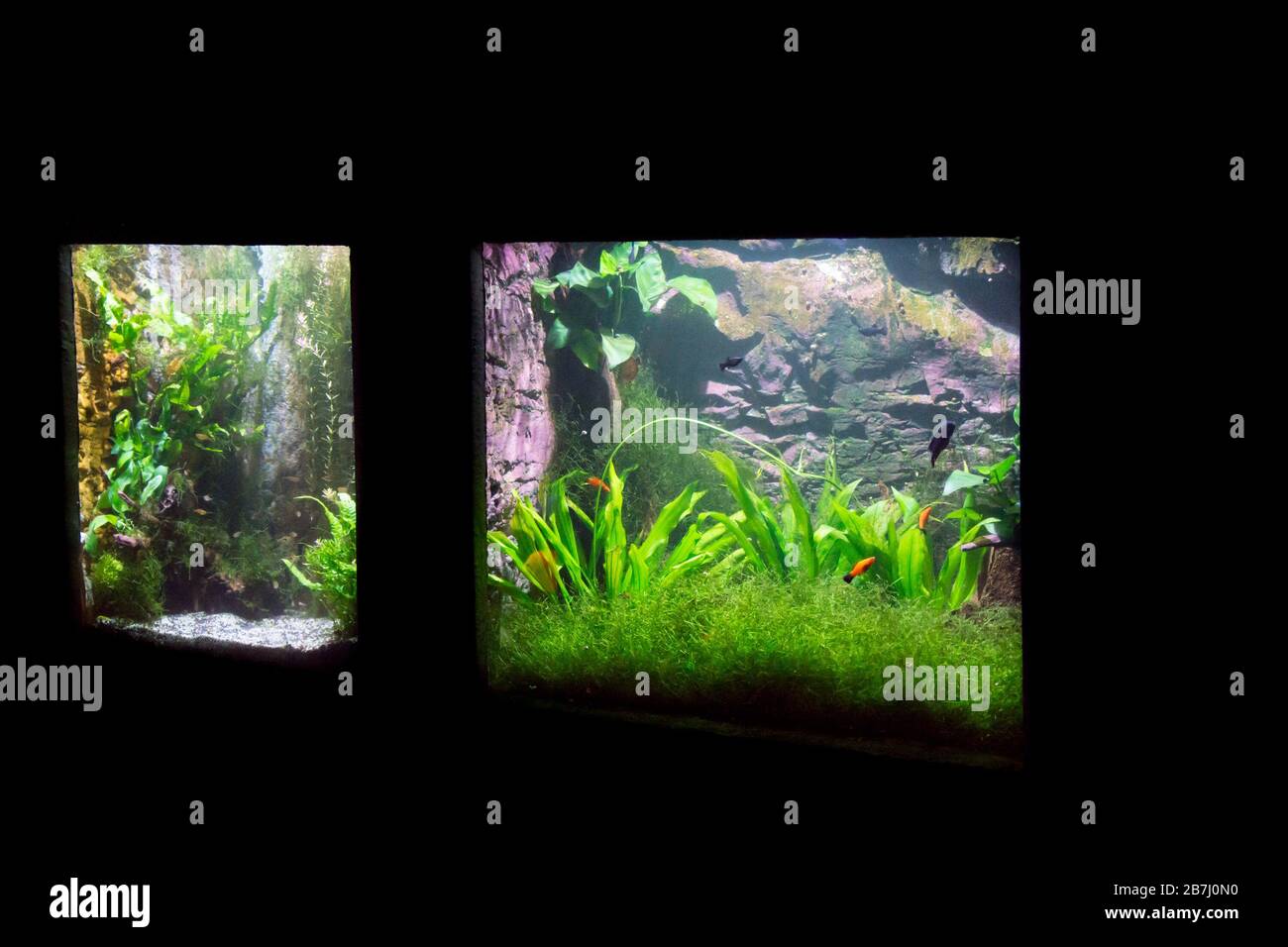 Öffentliches Süßwasser- und Meeresaquarium Stockfoto