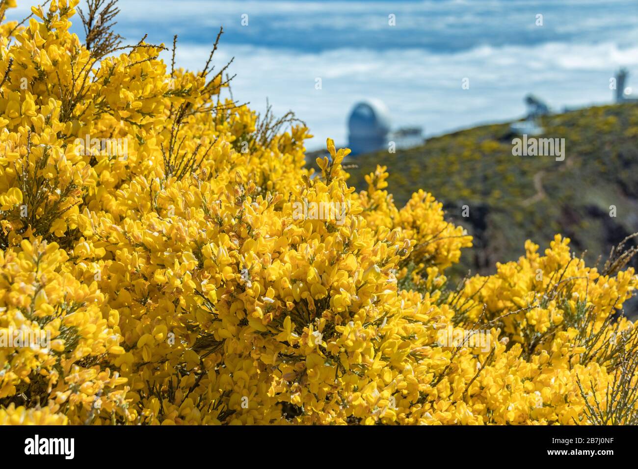 Codeso-Sträucher - Adenocarpus viscosus - in Roque de los Muchachos in der Nähe des Observatoriums auf der Insel La Palma auf den Kanarischen Inseln. Sternwarte Stockfoto