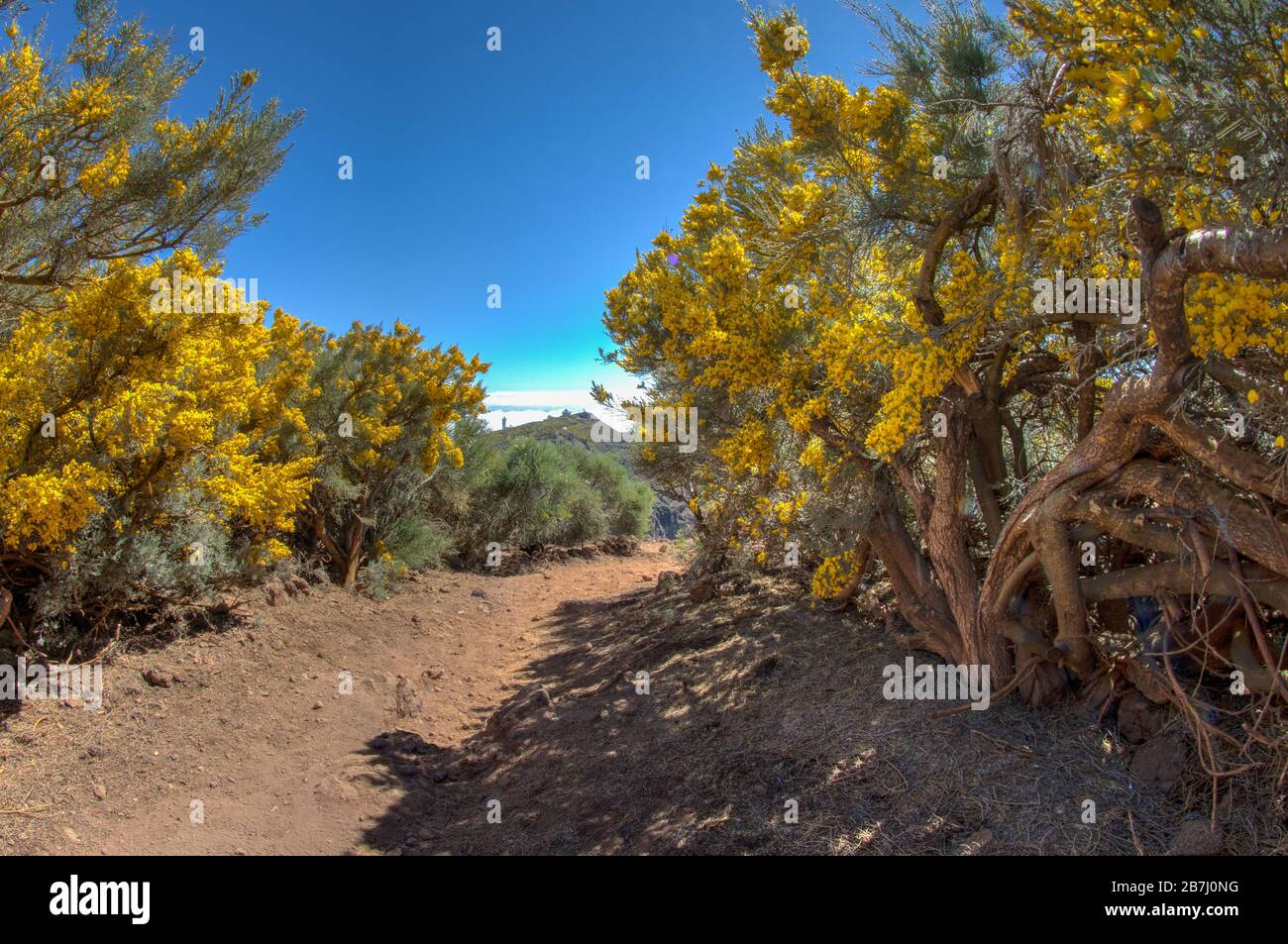 Codeso-Sträucher - Adenocarpus viscosus - in Roque de los Muchachos in der Nähe des Observatoriums auf der Insel La Palma auf den Kanarischen Inseln. Sternwarte Stockfoto