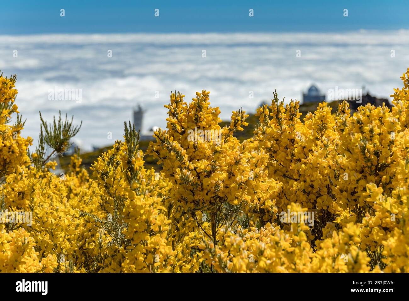 Blumen in der Nähe von Codeso-Sträuchern - Adenocarpus viscosus - in Roque de los Muchachos in der Nähe des Observatoriums auf der Insel La Palma in der Kanarischen Insel ISL Stockfoto