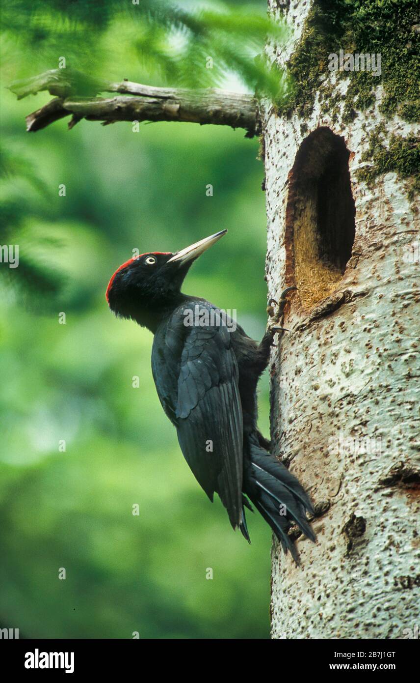 Schwarzer Specht, Dryocopus martius, Norwegen, an Baum durch Nestloch Stockfoto