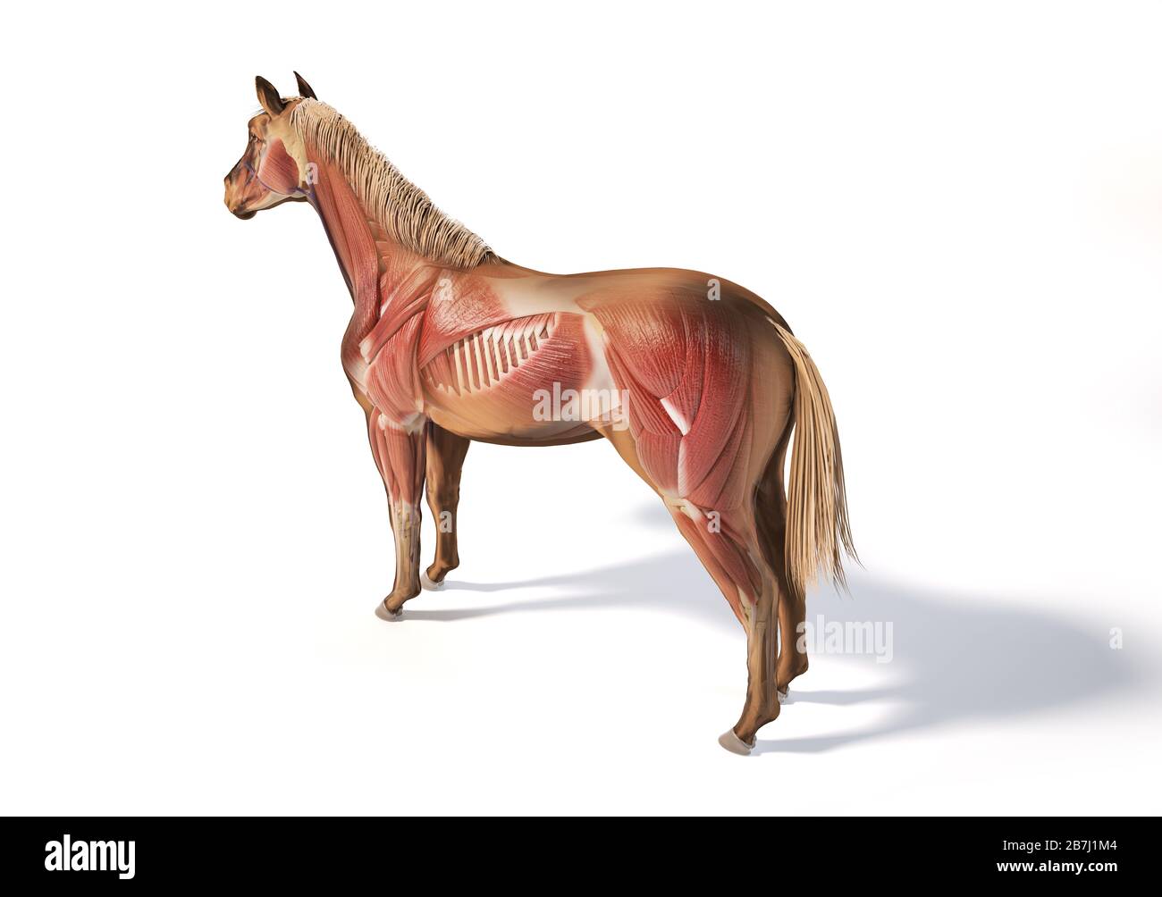 Pferdeanatomie. Muskuläres System mit Geistereffekt. Hinten - Vogelperspektive der Seitenauge auf weißem Hintergrund. Beschneidungspfad enthalten. Stockfoto