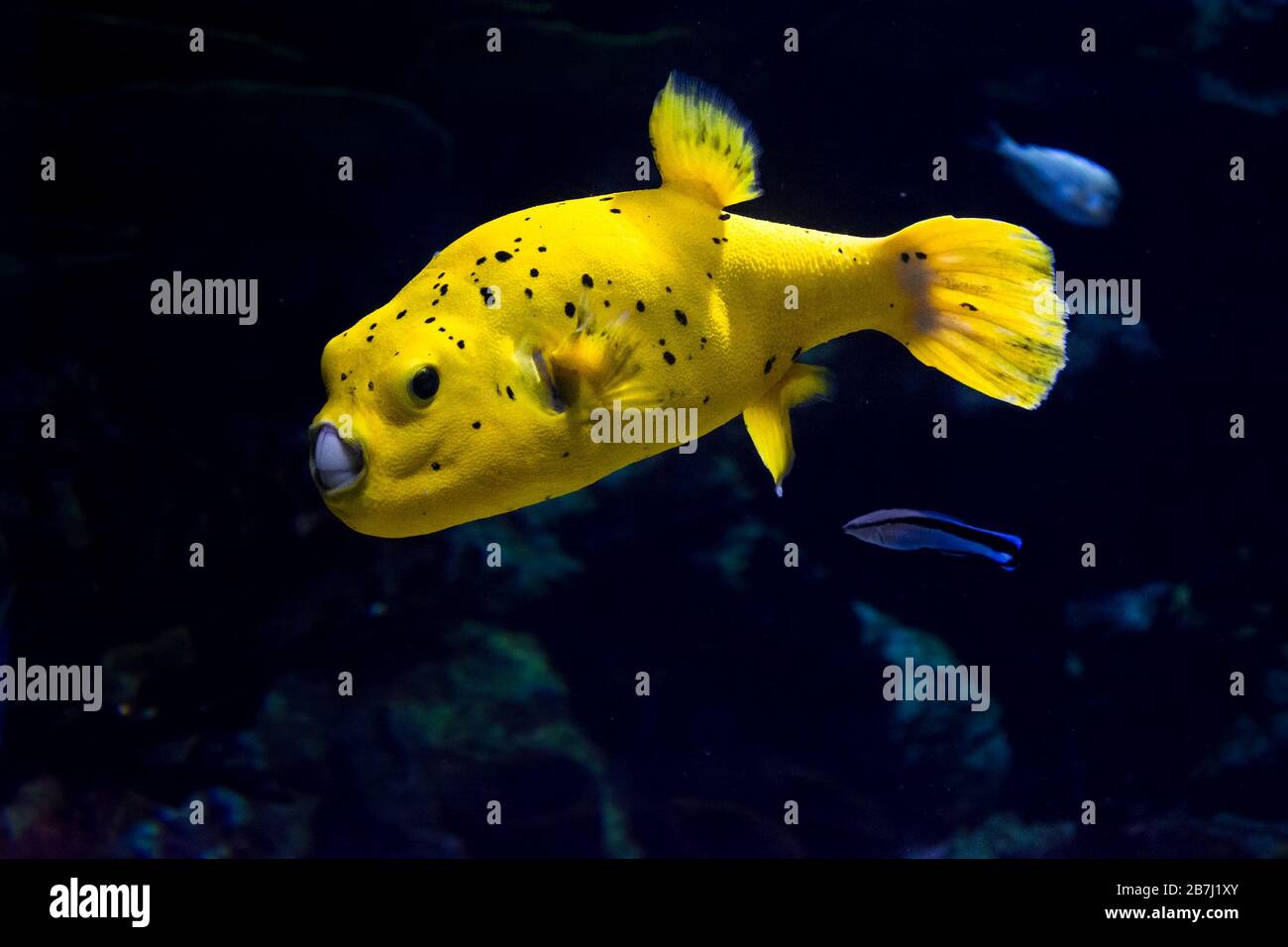 Der Schwarzgefleckte Puffer (Arothron nigropunctatus). Der hundegesichtige Pufffisch, ist ein tropischer Meeresfisch, der zur Familie Tetraodontidae gehört. Stockfoto