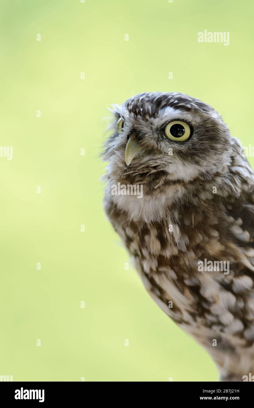 Kleine Eule/Minervas-Eule ( Athene noctua ), kleine Eulenarten, die in ganz Europa verbreitet sind, wirken niedlich und witzig. Stockfoto