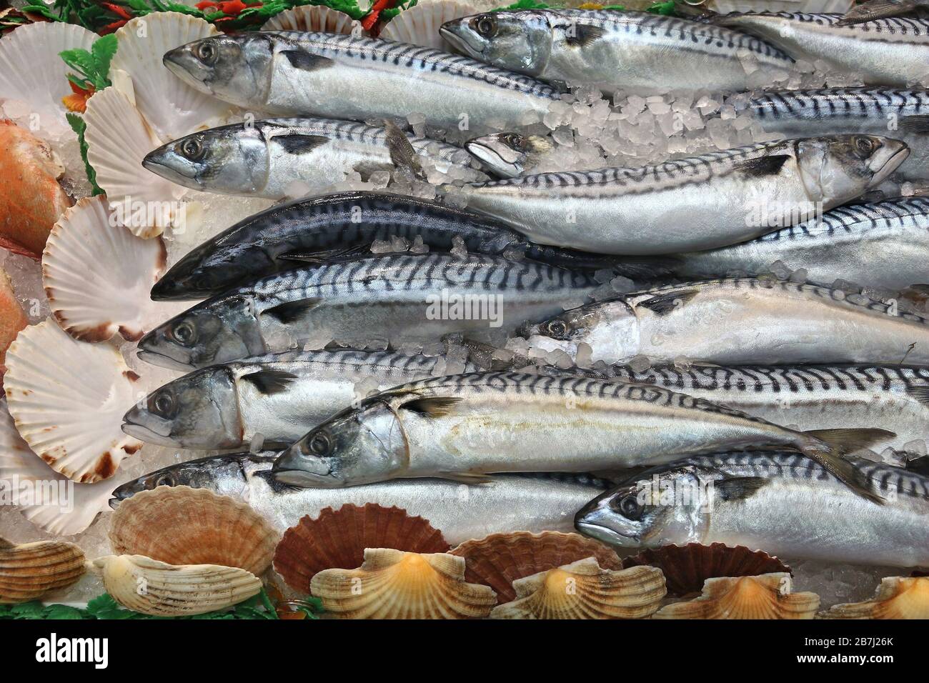 Makrele - Meeresfrüchte Einkaufen an einem Markt in Leeds, UK. Stockfoto