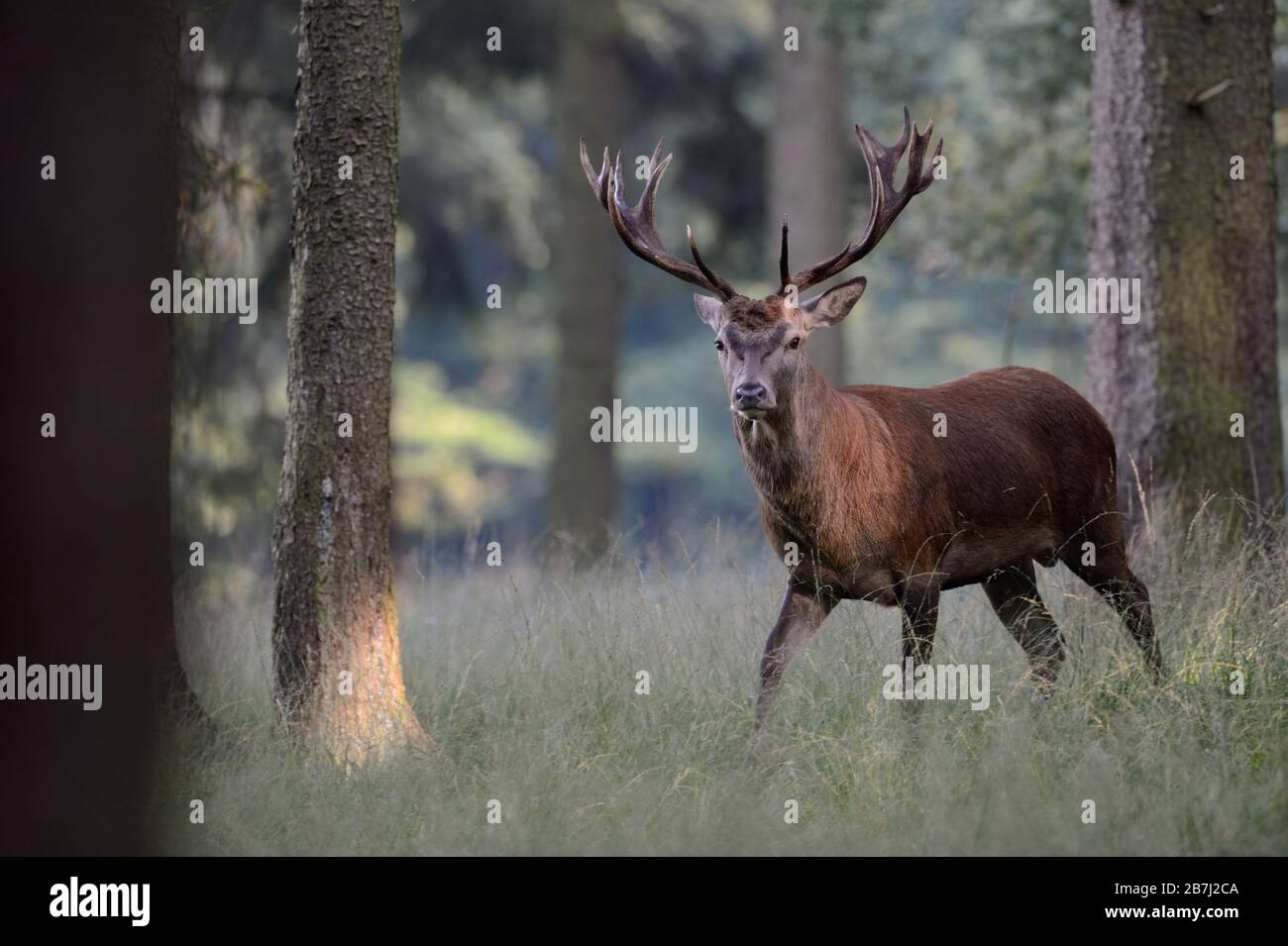 Red Deer (Cervus elaphus), junge schöne Männer, Hirsch, in lichten Wäldern stehen, beobachten, in nette Einstellung, Europa. Stockfoto