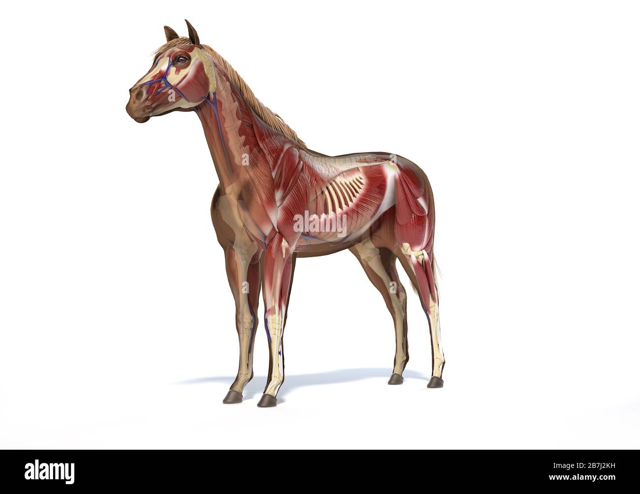 Pferdeanatomie. Muskel- und Skelettsysteme mit Geistereffekt. Vorderansicht - Seitenansicht auf weißem Hintergrund. Beschneidungspfad enthalten. Stockfoto