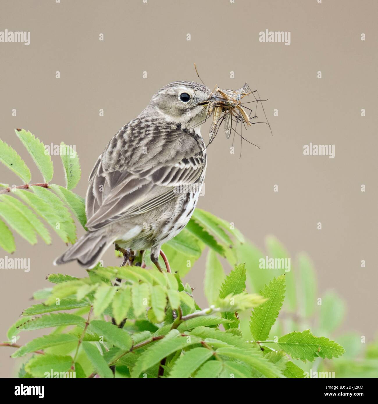 Wiesenpieper (Anthus pratensis) oben auf dem Ast eines Bush thront, mit Beute in seinem Schnabel zu füttern Küken, Wildlife, Europa. Stockfoto