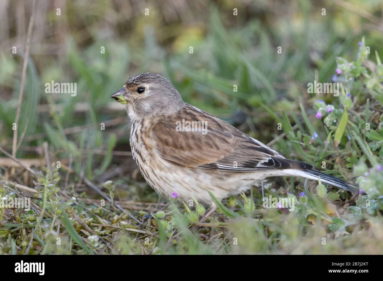Gemeinsame Hänfling/Bluthänfling (Carduelis cannabina), weibliche Vogel auf dem Boden sitzend, Fütterung auf Samen, im Frühjahr, Wildlife, Europa. Stockfoto