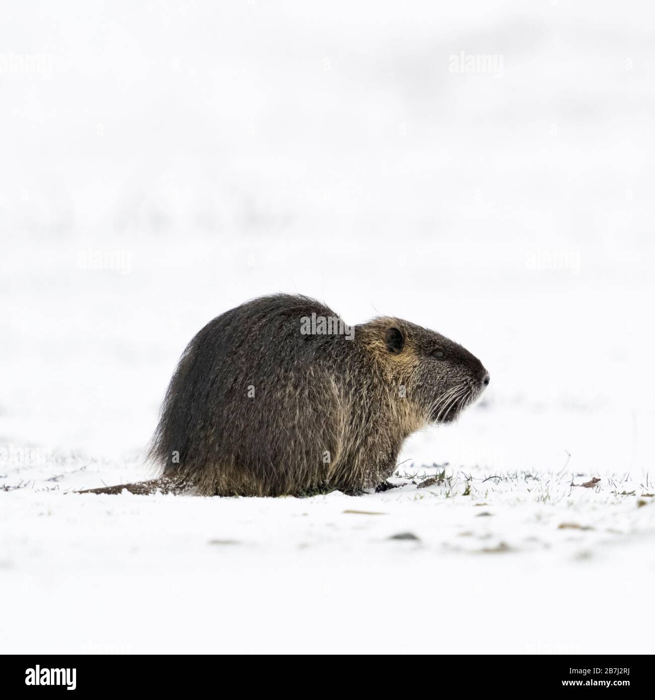 Nutrias/River Ratte/Nutria (Myocastor nutria) im Winter, Fütterung auf schneebedeckten Ackerland, Wildlife, Europa. Stockfoto
