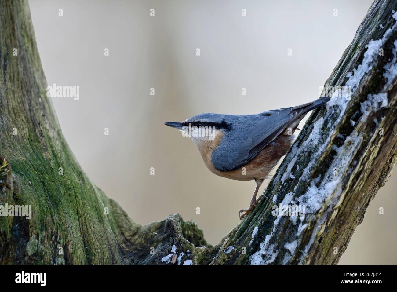 Eurasischen Kleiber/Europäischer Kleiber (Sitta europaea) im Winter, in einem Baum gehockt, um zu beobachten, typische Pose, Wildlife, Europa. Stockfoto