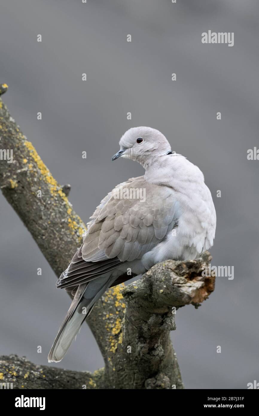 Eurasian Collared Dove / türkentaube (Streptopelia decaocto) im Winter, in einem Baum gehockt, drehen Sie den Kopf, Rücken gerade, Wildlife, Europa. Stockfoto