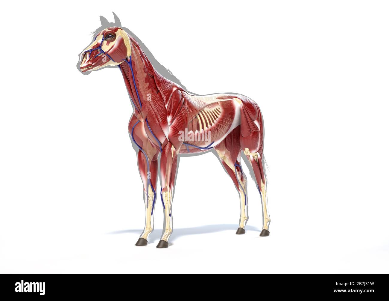 Pferdeanatomie. Muskulöses System über grauer Silhouette, Vorderansicht - Seitenansicht auf weißem Hintergrund. Beschneidungspfad enthalten. Stockfoto