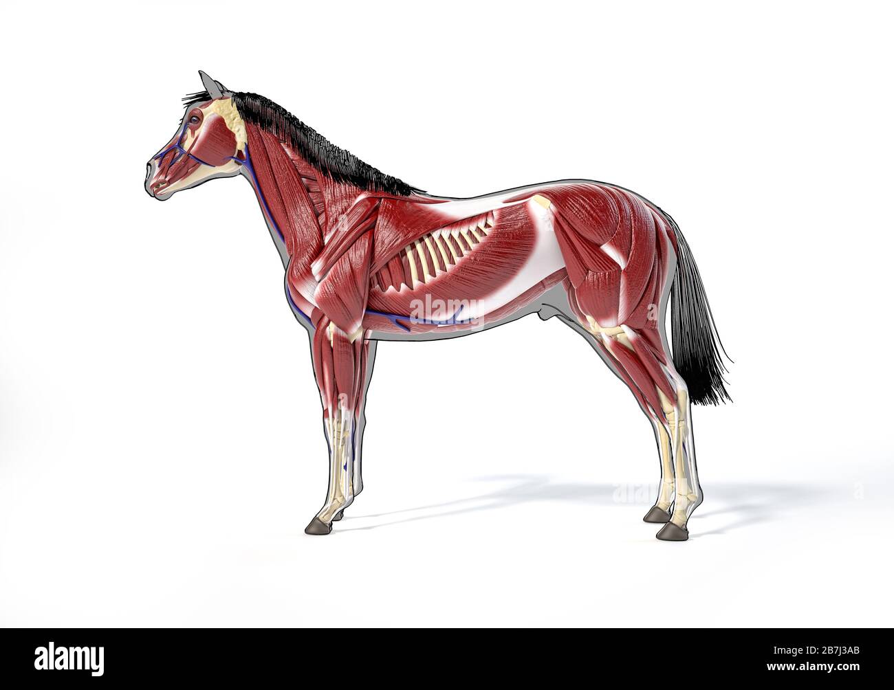 Pferdeanatomie. Muskulöses System über grauer Silhouette und schwarzem Umriss. Seitenansicht auf weißem Hintergrund. Beschneidungspfad enthalten. Stockfoto