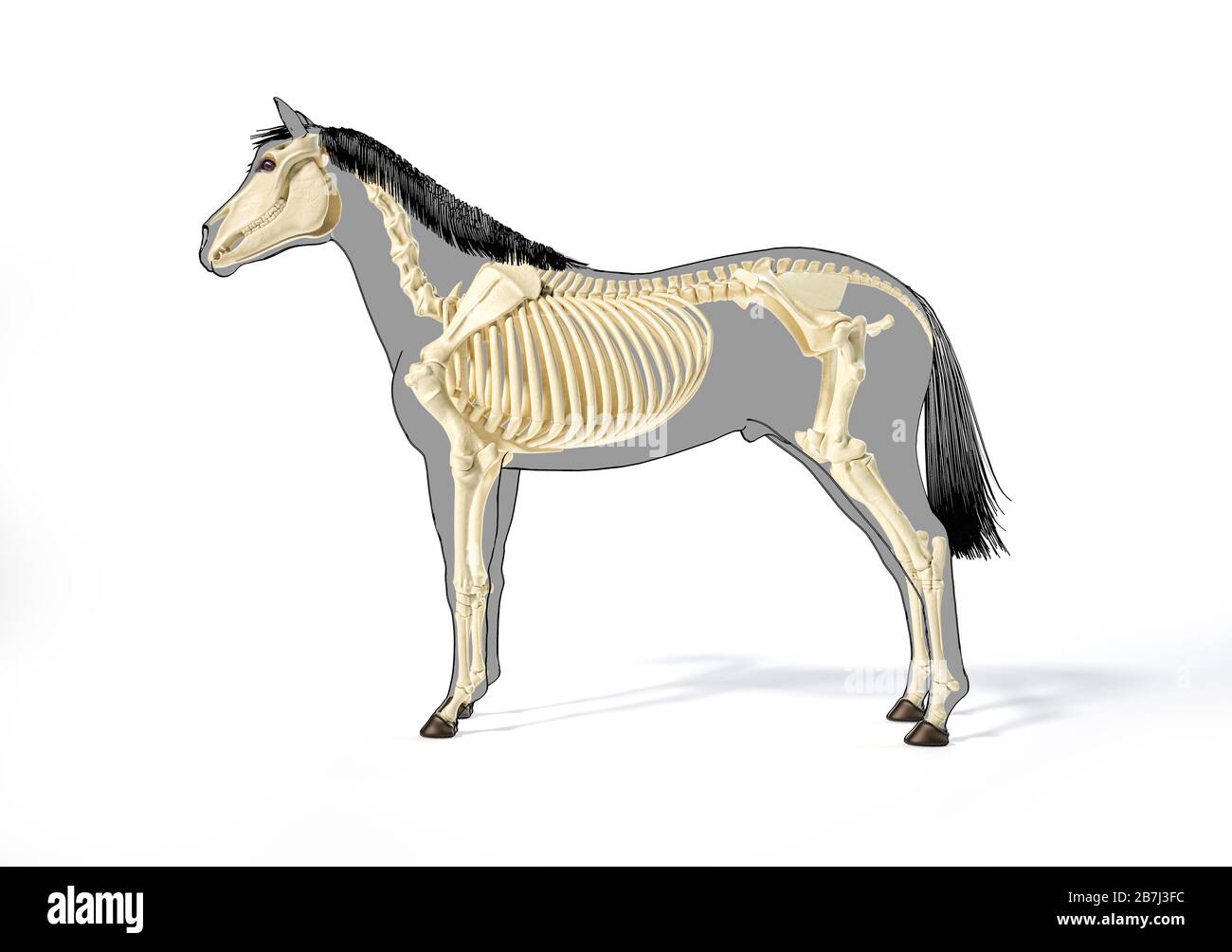 Pferdeanatomie. Skelettsystem über grauer Silhouette und schwarzem Umriss. Seitenansicht auf weißem Hintergrund. Beschneidungspfad enthalten. Stockfoto