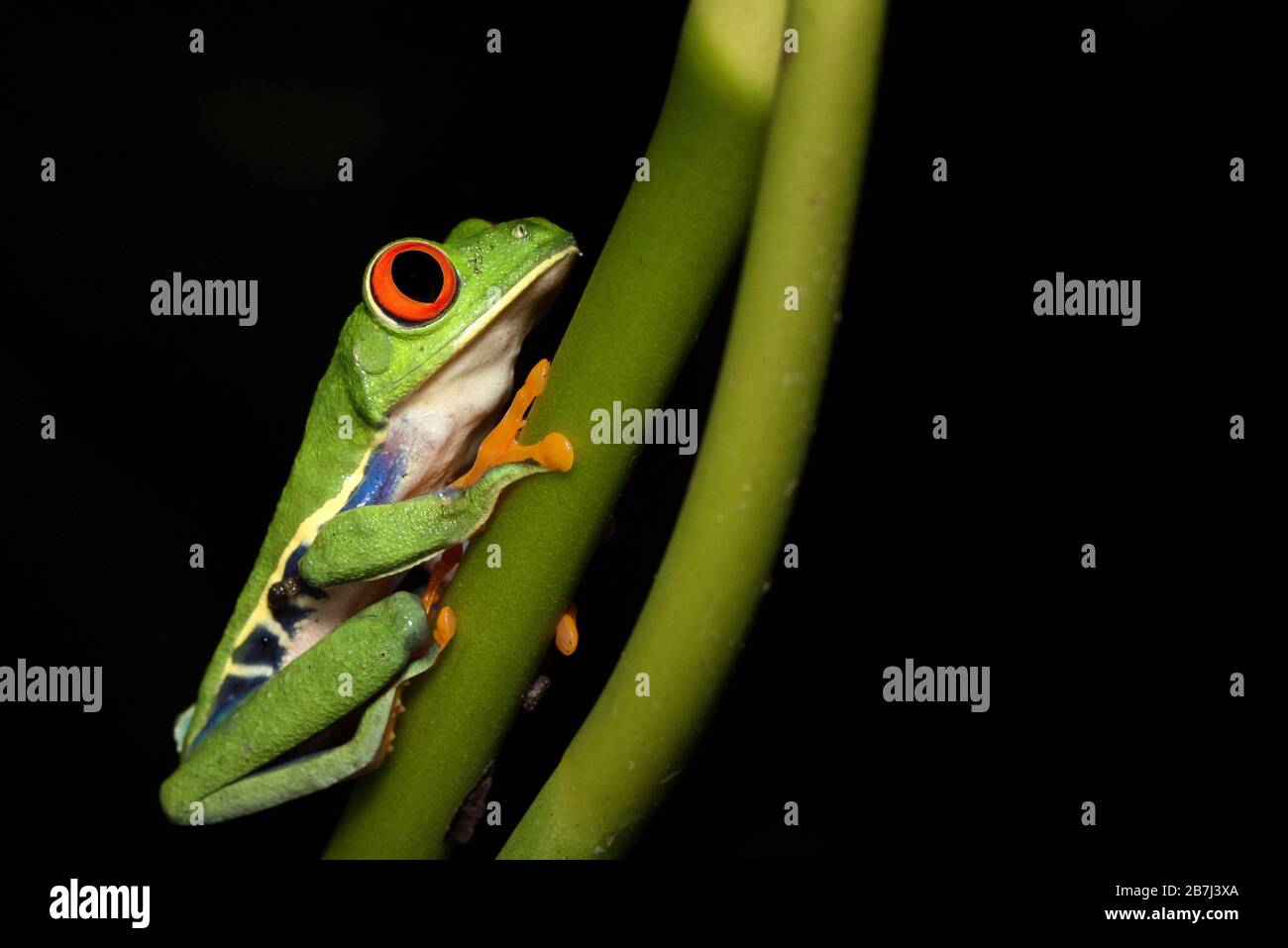 Nachtfotografie eines roteäugigen Baumfrosches oder Blattfrosches oder Gaudy Blattfrosch (Agalychnis callidryas), der auf einem Stamm einer tropischen Pflanze posiert. Costa Rica. Stockfoto