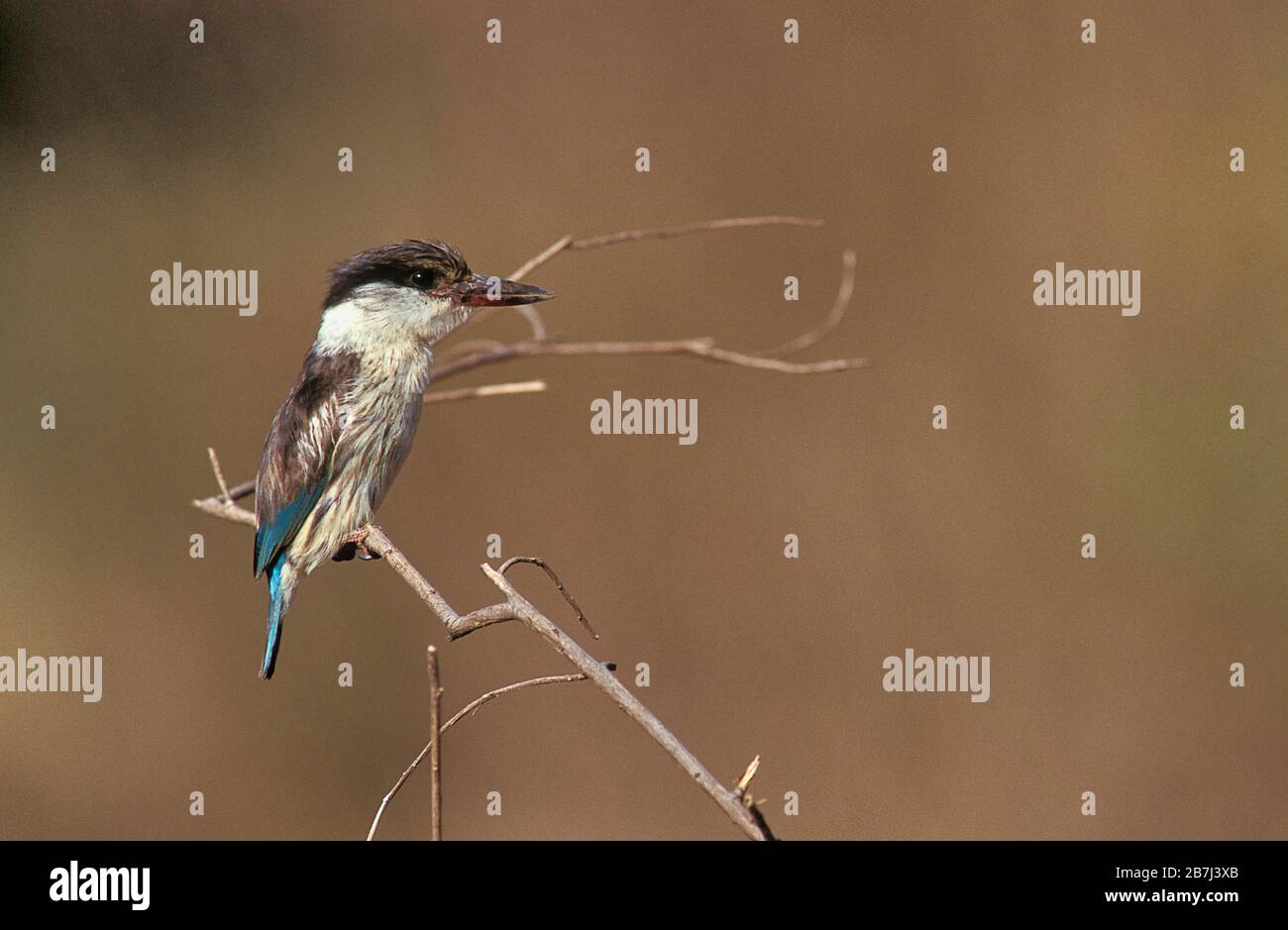 Gestreifter Kingfisher, Halcyon chelicuti, Ostafrika, auf Ast Stockfoto