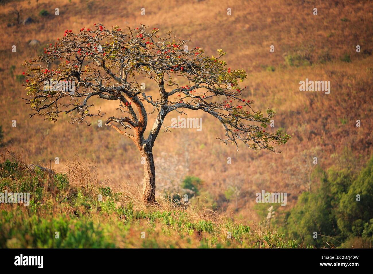 Landschaft im Nyika-Nationalpark - Malawi Stockfoto