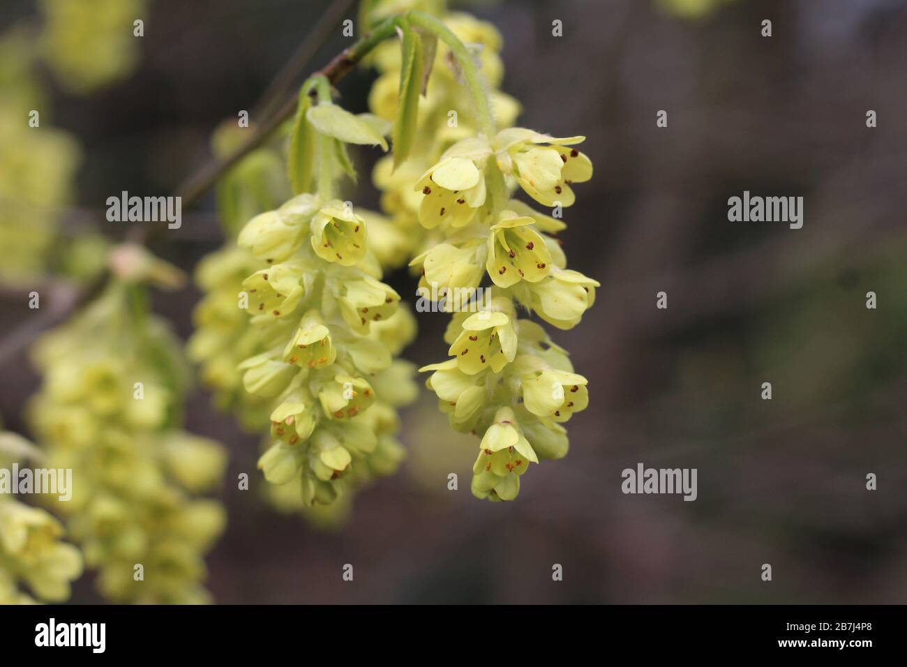 Die schönen, sehr frühen Frühlingsblumen von Corylopsis spicata, in Nahaufnahme, mit Kopierraum. Als Mitglied der Familie der Hexen-Hasel ist sie im Osten heimisch Stockfoto