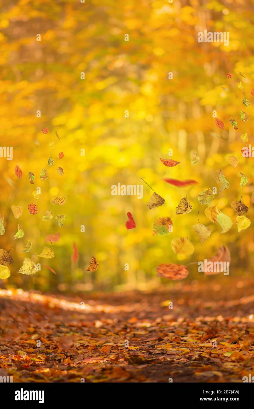 Herbsthintergrund mit fallenden Farbbäumen Laub. Rahmen von abgefallenen Herbstlaub im Wald. Schöne bunte Herbstfliege Stockfoto