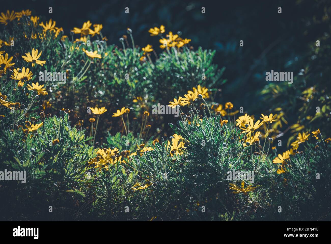 Blumen und Knospen von Euryops Pectinatus, die im Allgemeinen als Gelbe Gänseblümchen bekannt sind Stockfoto