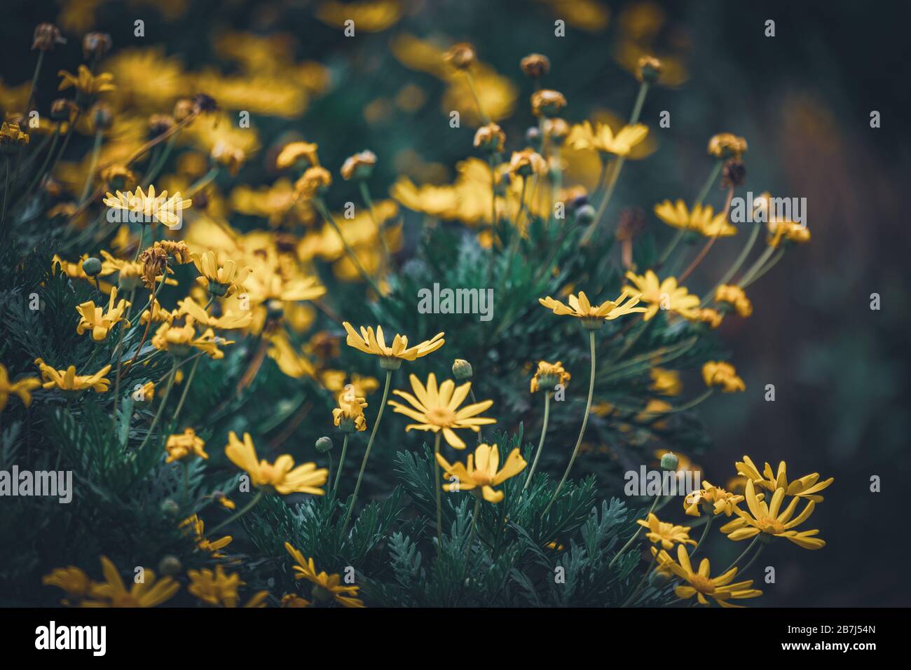 Blumen und Knospen von Euryops Pectinatus, die im Allgemeinen als Gelbe Gänseblümchen bekannt sind Stockfoto