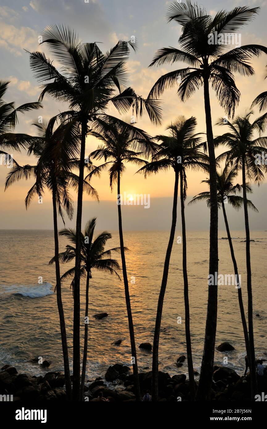 Sri Lanka, Mirissa, Kokosbaumhügel bei Sonnenuntergang Stockfoto