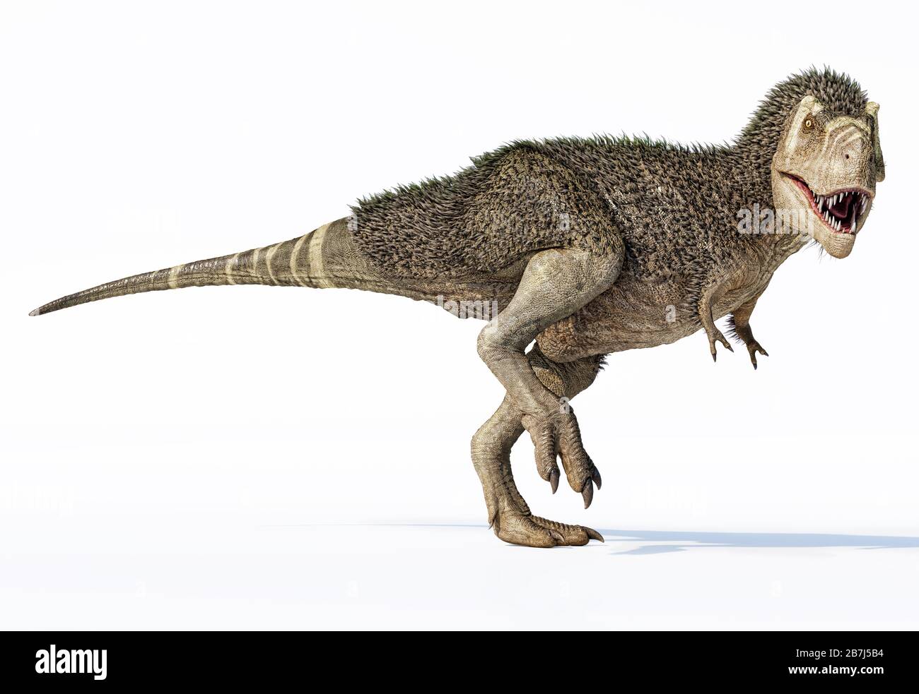 Dinosaurier T-rex mit Federn. 3D fotorealistisches Rendering auf weißem Hintergrund. Stockfoto