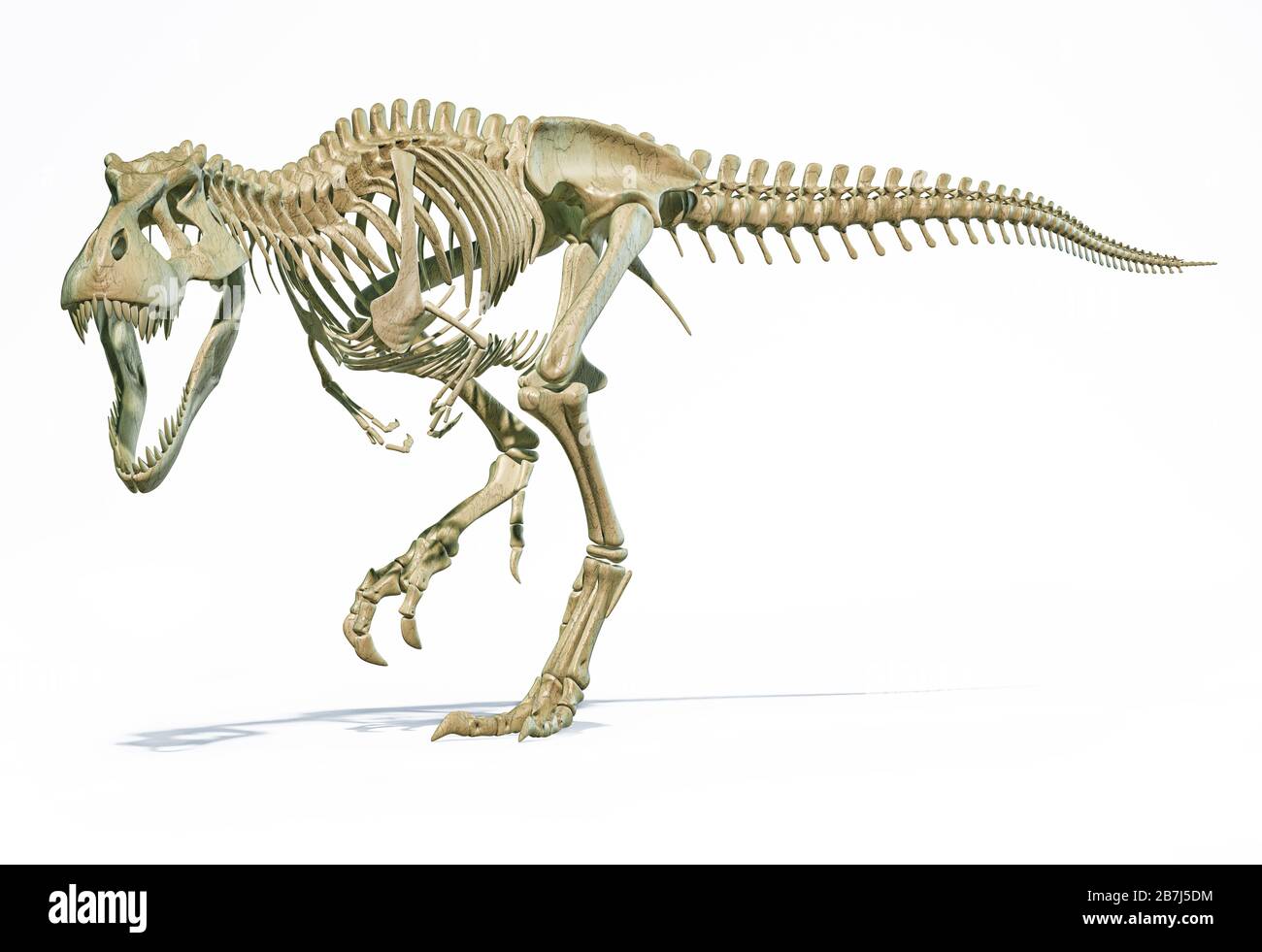T-Rex volles Skelett in dynamischer Haltung. 3D-fotorealistische Darstellung auf weißem Hintergrund. Stockfoto