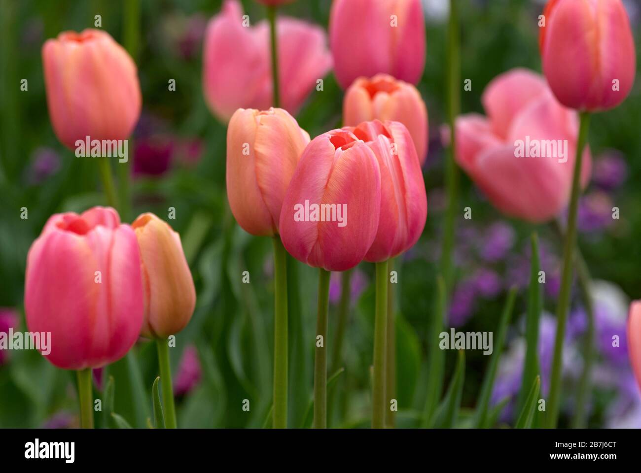 Rosa Tulpen in einer schönen Gartenanlage Stockfoto