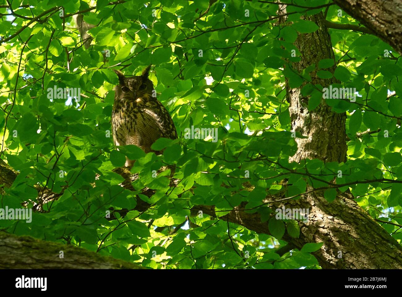 Männliche eurasischen Uhu bewacht das Nest in der Nähe Stockfoto