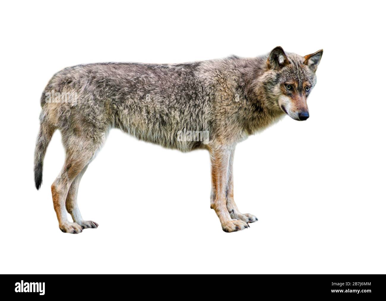 Europäischer grauer Wolf/wilder grauer Wolf (Canis lupus) vor weißem Hintergrund Stockfoto