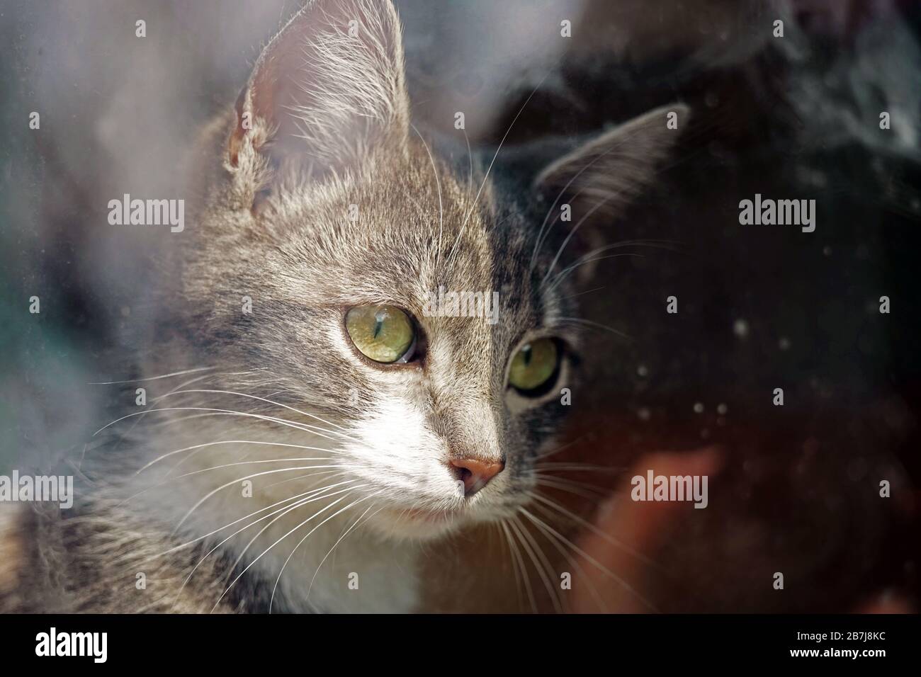 Schönes junges Aschetier-Porträt hinter einem Fensterglas Stockfoto