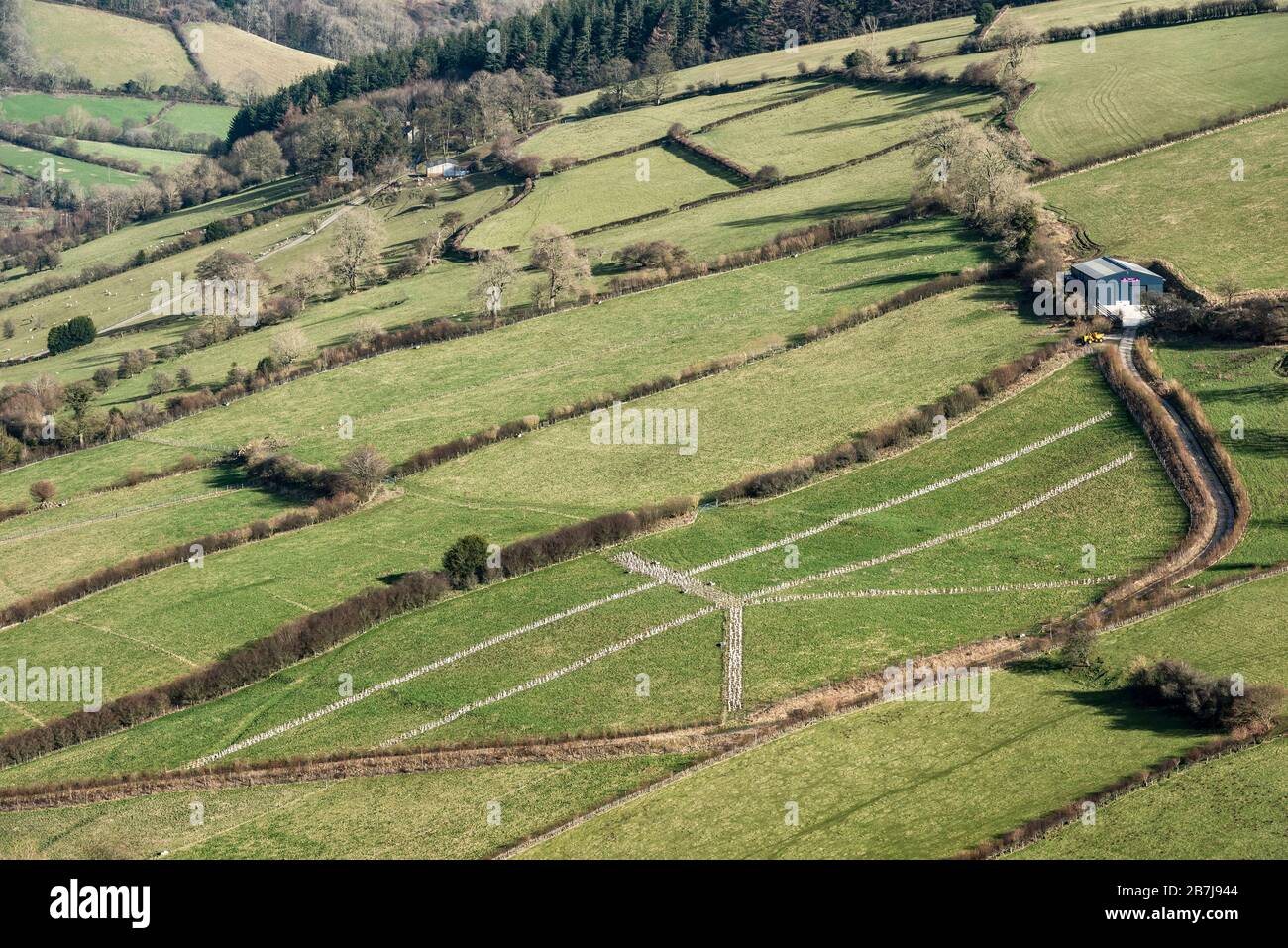 Ein ungewöhnliches Muster in der Landschaft von Shropshire - Heckenbepflanzung für einen neuen Landschaftsgarten Stockfoto