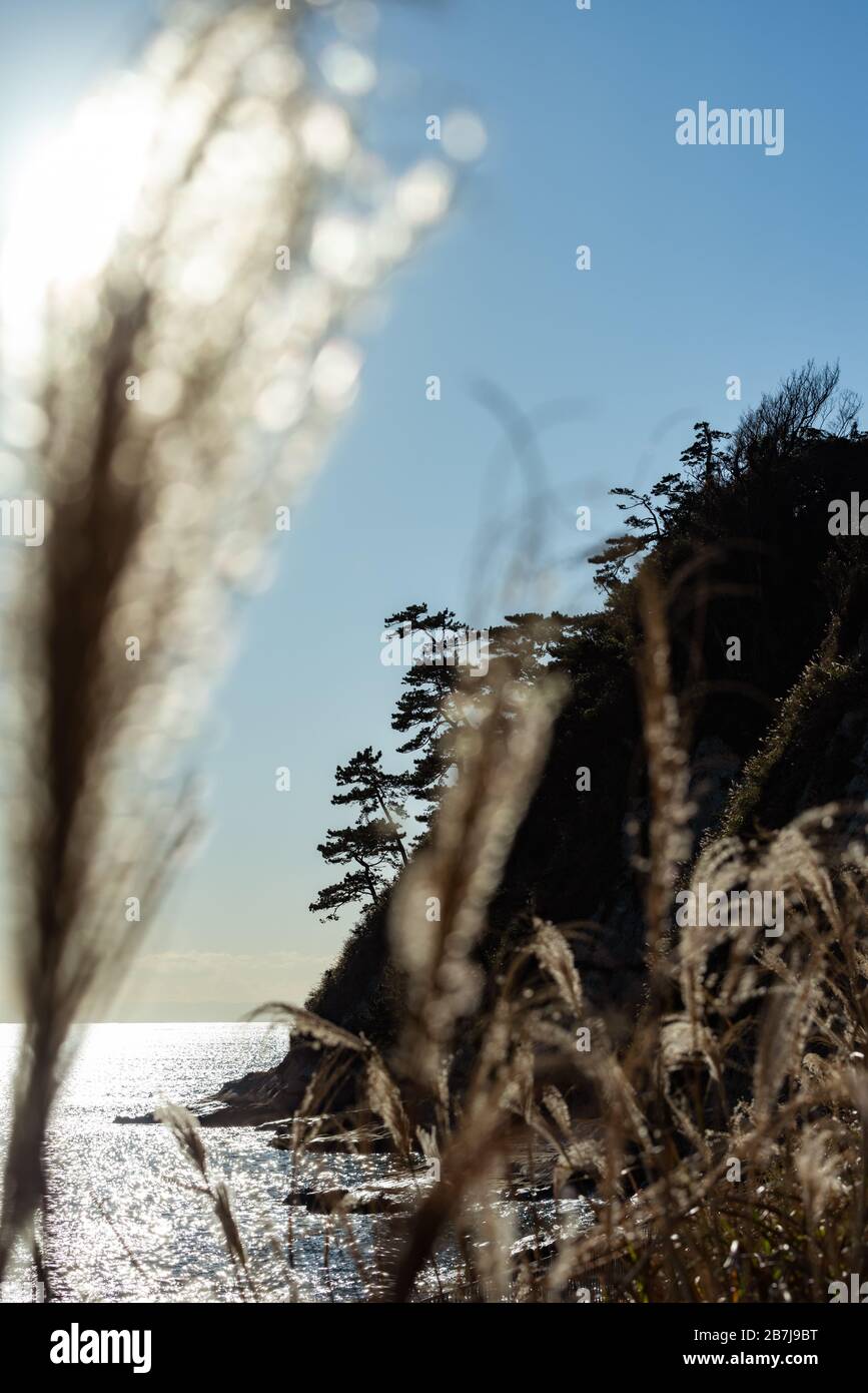 Kap Imamuragasaki, Sagami-Bucht, in der Nähe von Enoshima ist, Kanagawa, Sagami, Japan, in der späten Nachmittagsonne durch ein Feld von Silbergras/Susuki-Gras Stockfoto