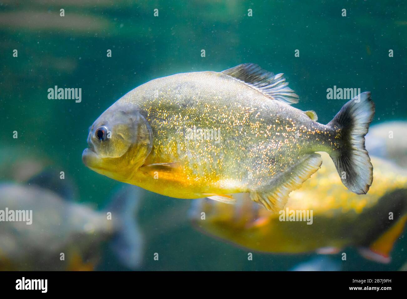 Der rotbelaubte Piranha, der rote Piranha (Pygocentrus nattereri) Stockfoto