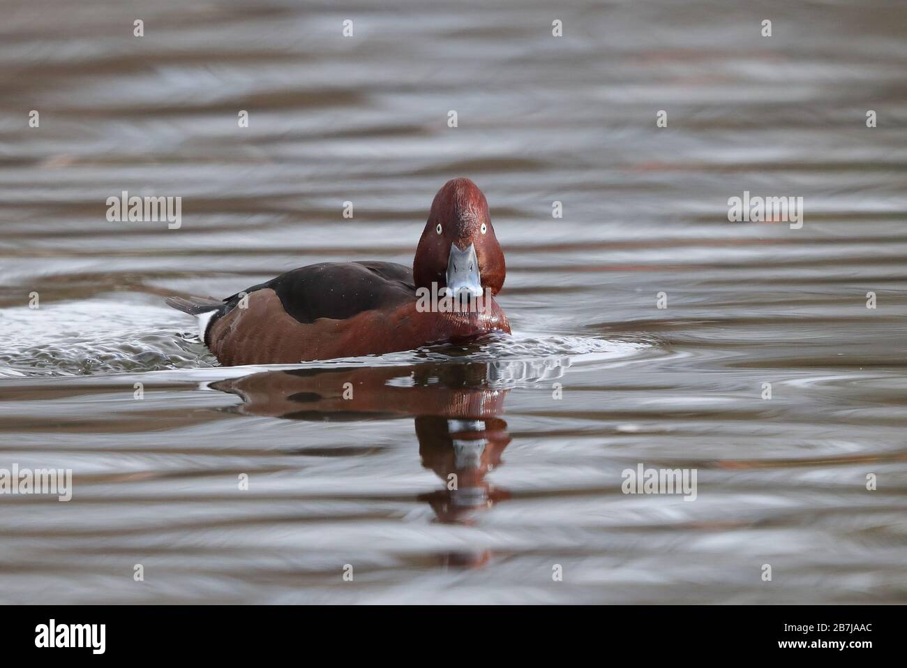 Erwachsener Drake Ferruginous Duck im West Park in Wolverhampton. Stockfoto