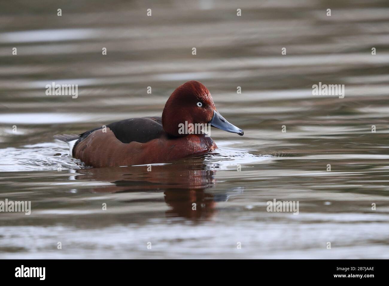 Erwachsener Drake Ferruginous Duck im West Park in Wolverhampton. Stockfoto