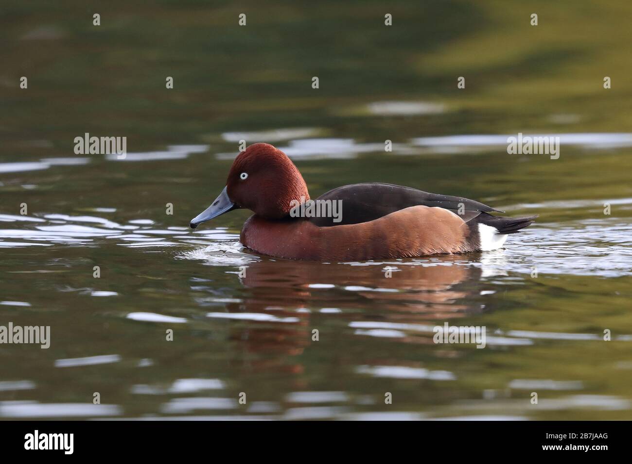 Erwachsener Drake Ferruginous Duck im West Park in Wolverhampton. Stockfoto