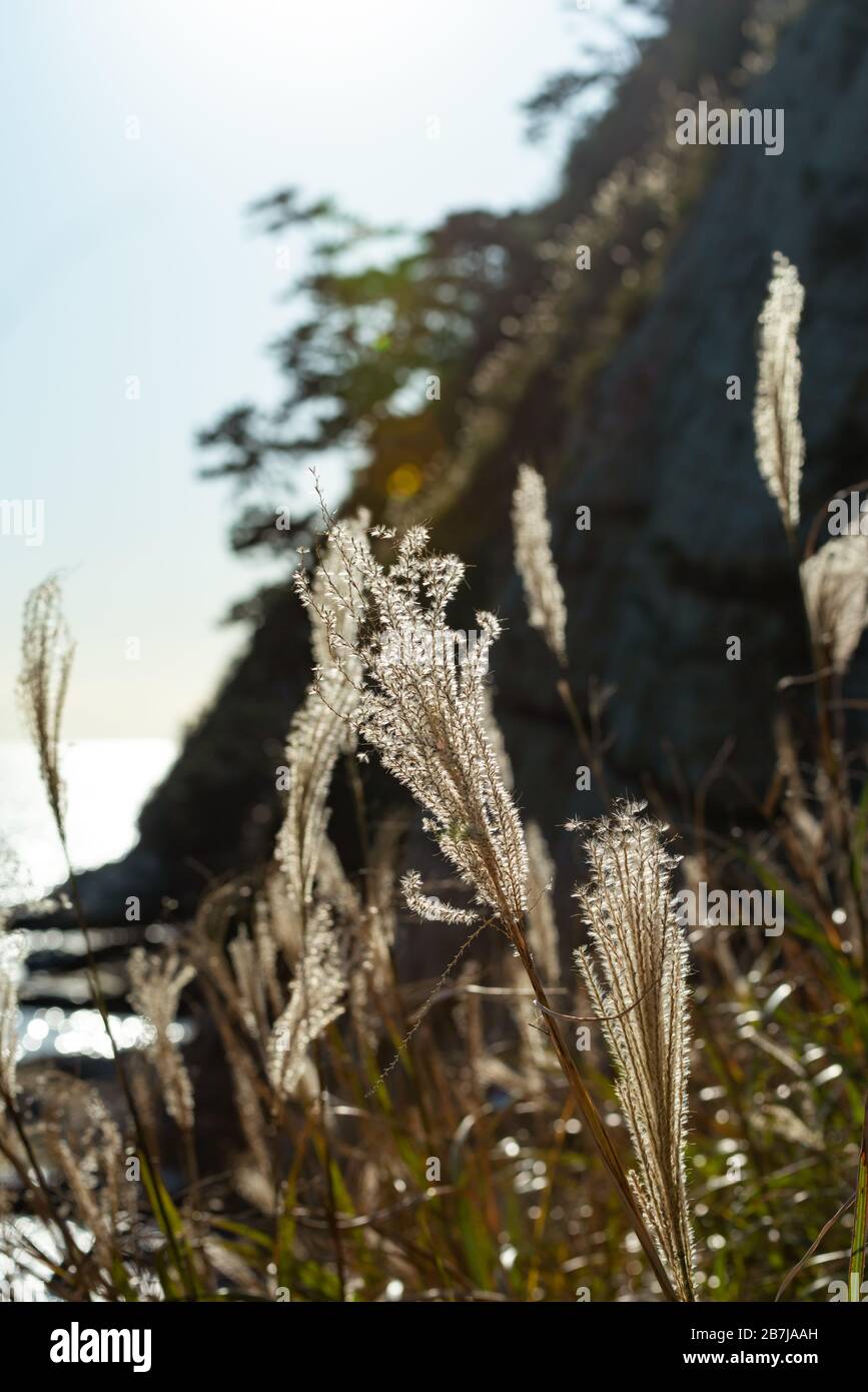 Kap Imamuragasaki, Sagami-Bucht, in der Nähe von Enoshima ist, Kanagawa, Sagami, Japan, in der späten Nachmittagsonne durch ein Feld von Silbergras/Susuki-Gras Stockfoto