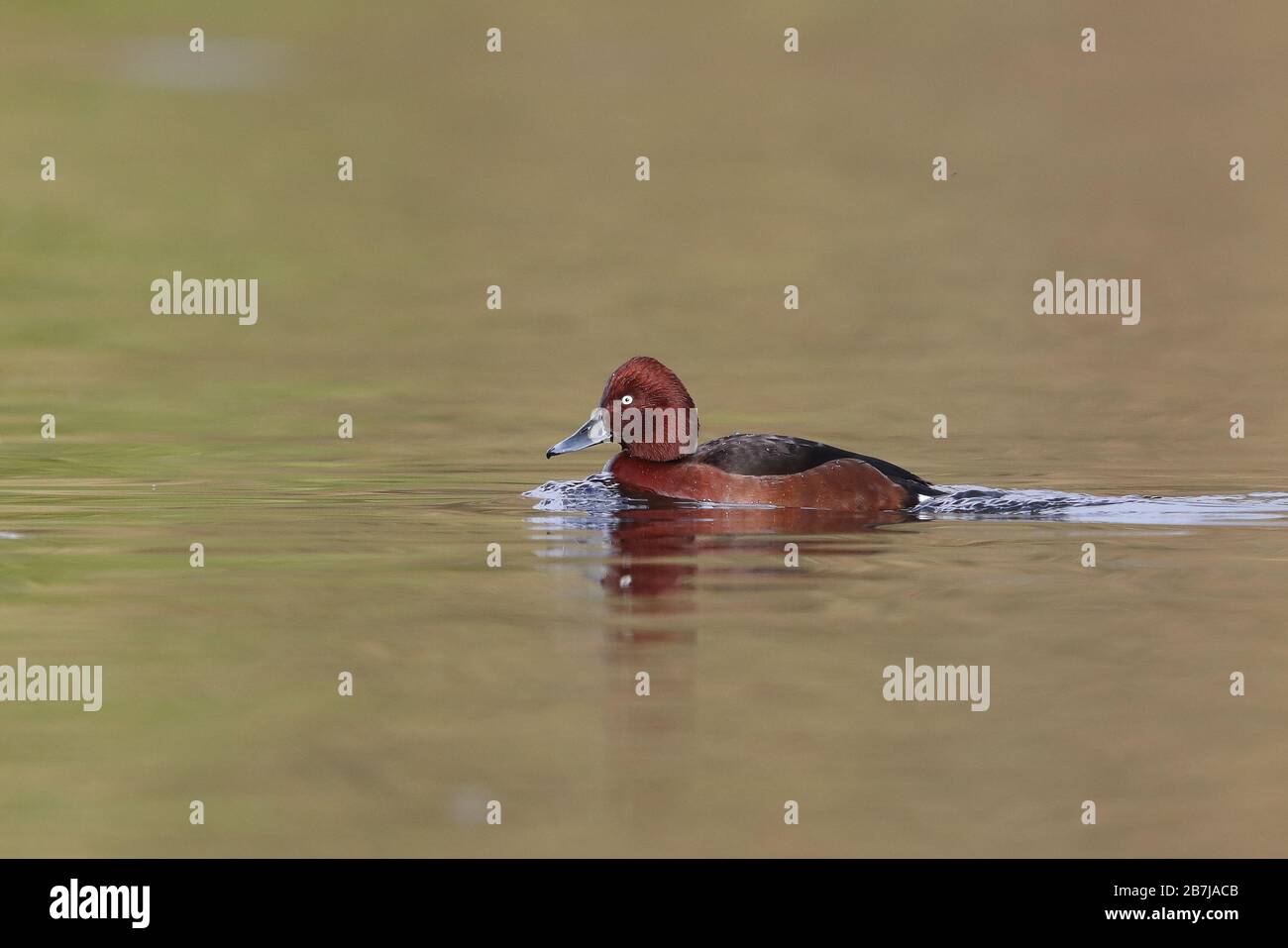 Erwachsener Drake Ferruginous Duck im West Park in Wolverhampton. Stockfoto