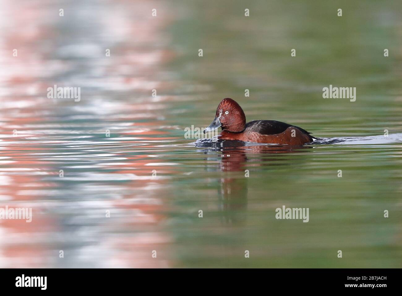 Erwachsener Drake Ferruginous Duck im West Park in Wolverhampton. Stockfoto
