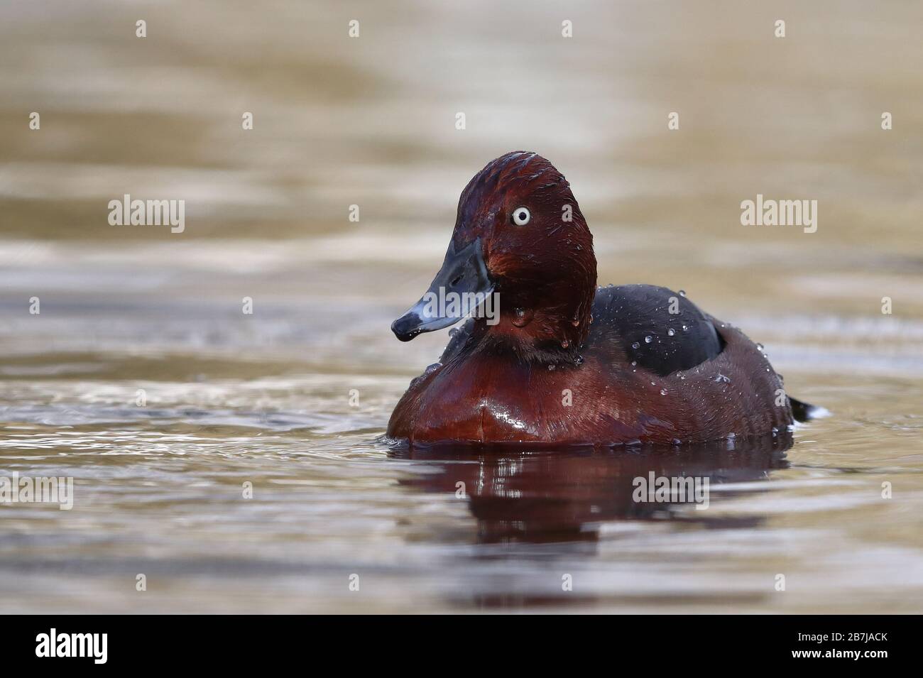 Erwachsener Drake Ferruginous Duck im West Park in Wolverhampton. Stockfoto