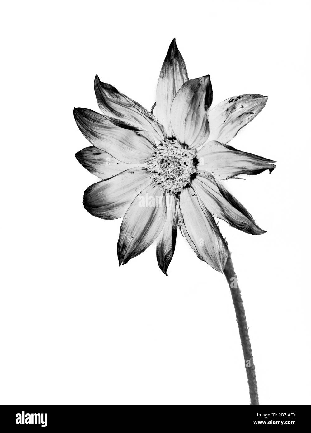 Pflanzen. Blume. Studio Nahaufnahme von Dahlia Bloom. Stockfoto