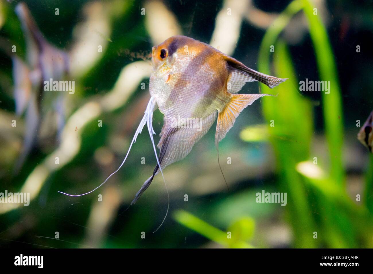 Süßwasseraquarienfische, Angelfische aus dem Amazonasfluss, Pterophyllum scallare (altum) Stockfoto