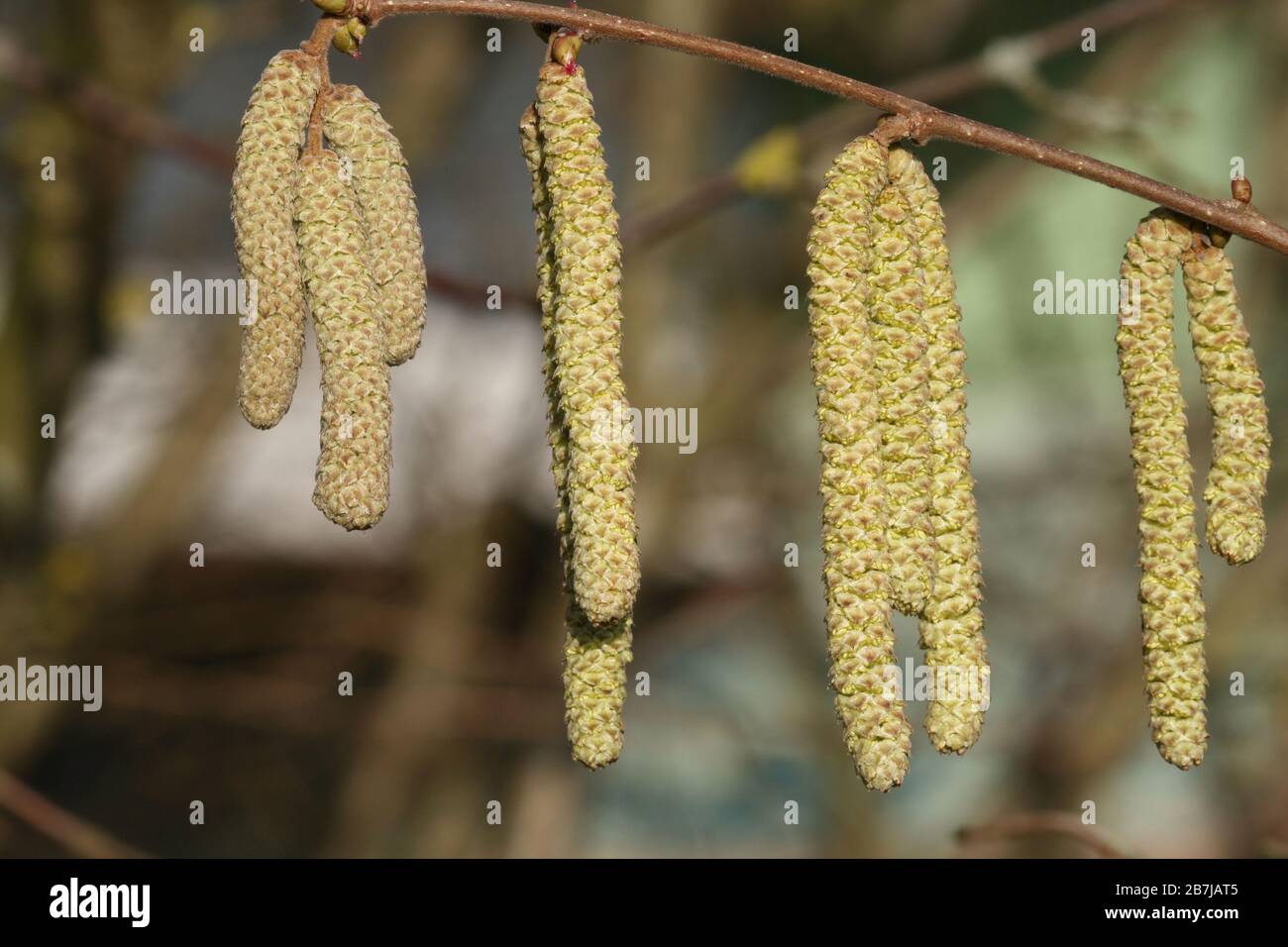 Blühende Hazel: Zweig eines Haselstrauch mit männlichen und weiblichen Blumen im Winter Stockfoto