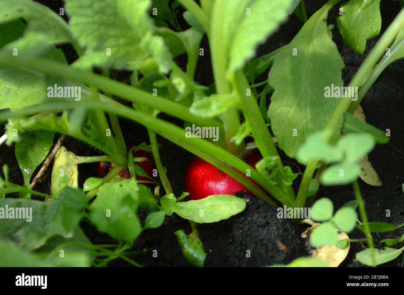 Reifer roter Rettich auf einem Gartenbett in einem Gewächshaus. Frühling erste Ernte. Nahaufnahme. Stockfoto